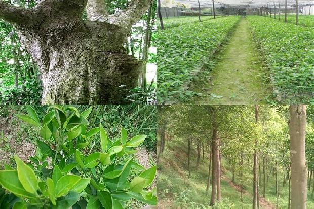 种植沉香树收益怎么样17条介绍1661875729324 种植沉香树收益怎么样17条介绍1661875729324