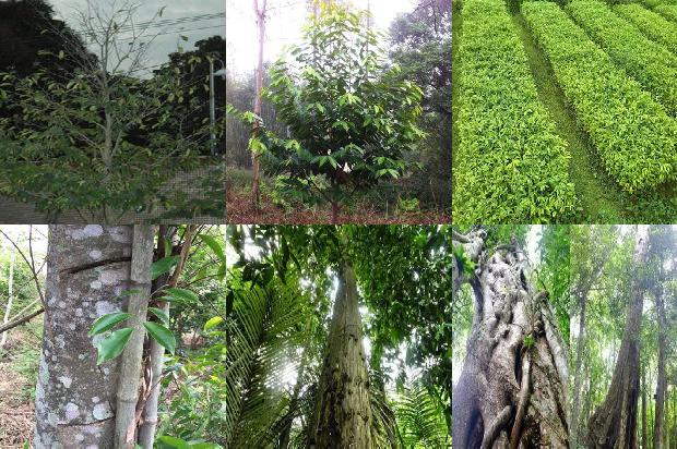 种植沉香树收益怎么样17条介绍1661875729330 种植沉香树收益怎么样17条介绍1661875729330