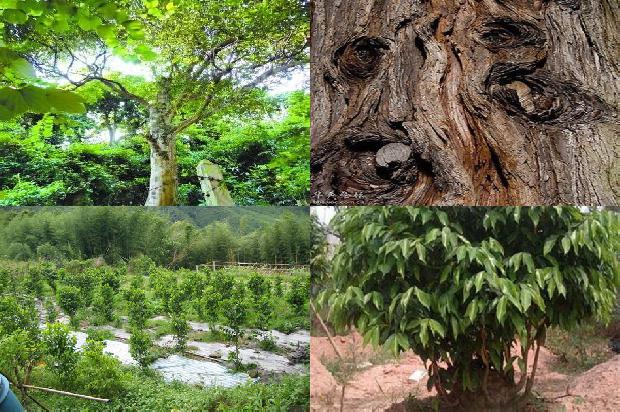 种植沉香树收益怎么样17条介绍1661875729336 种植沉香树收益怎么样17条介绍1661875729336
