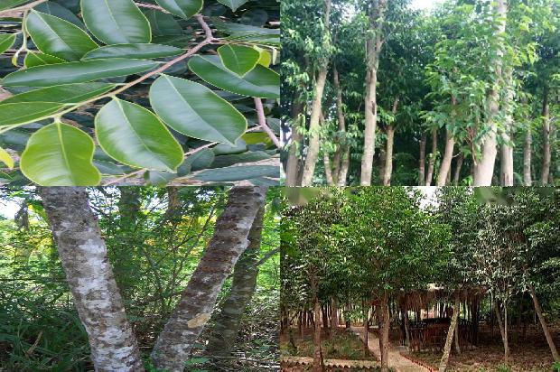 种植沉香树收益怎么样17条介绍1661875729342 种植沉香树收益怎么样17条介绍1661875729342