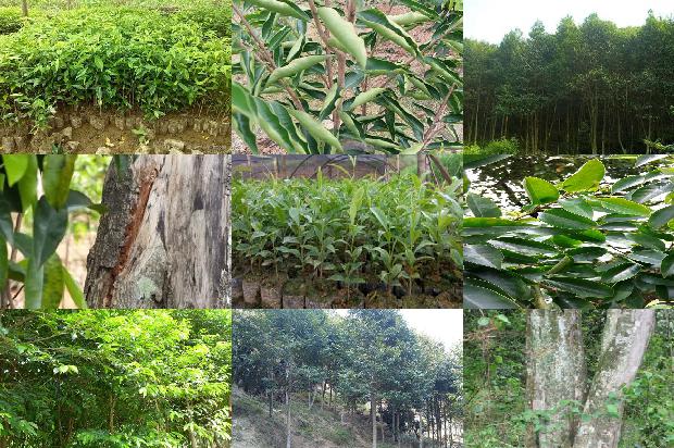 种植沉香树收益怎么样17条介绍1661875729348 种植沉香树收益怎么样17条介绍1661875729348