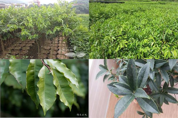 奇楠沉香树适应气候37条介绍