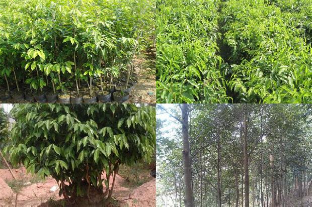奇楠沉香树苗 名贵31条介绍，一定要看！