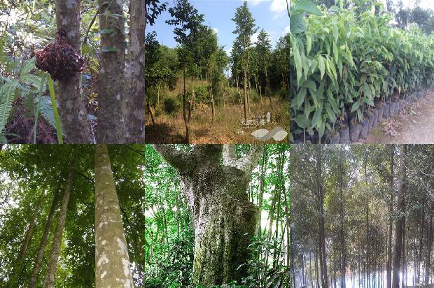 沉香树的种植技术28条介绍，你知道么？