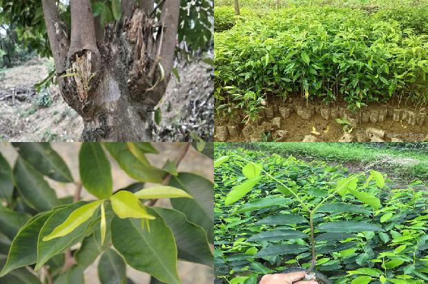 沉香树的种植技术28条介绍,你知道么?1661962016383 沉香树的种植技术28条介绍,你知道么?1661962016383