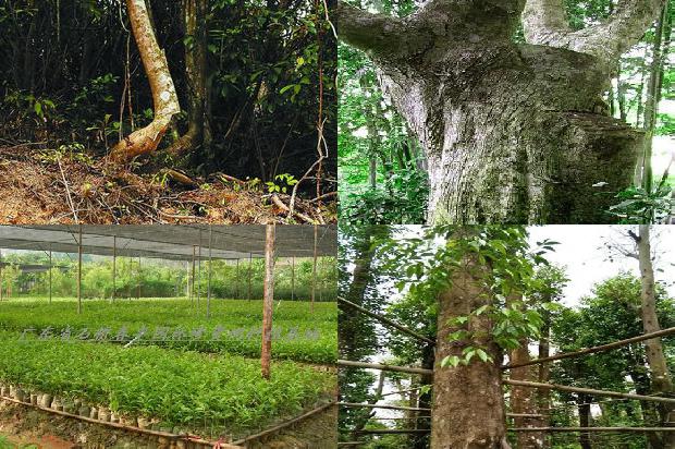 沉香树的种植技术28条介绍,你知道么?1661962016389 沉香树的种植技术28条介绍,你知道么?1661962016389