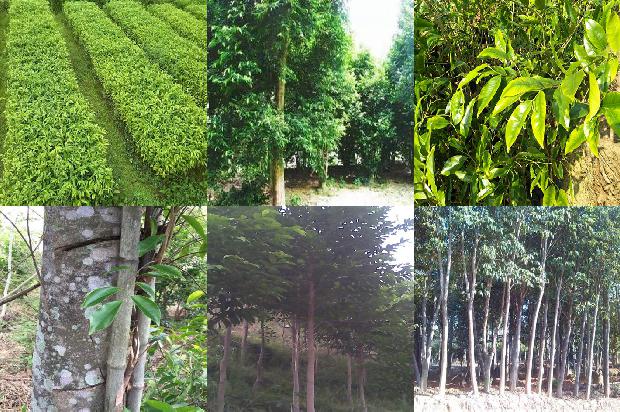 沉香树的种植技术28条介绍,你知道么?1661962016395 沉香树的种植技术28条介绍,你知道么?1661962016395
