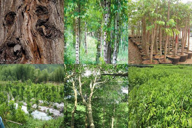 沉香树的种植技术28条介绍,你知道么?1661962016401 沉香树的种植技术28条介绍,你知道么?1661962016401
