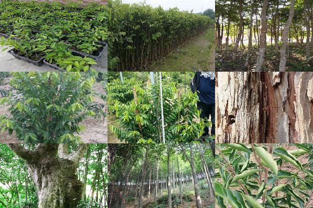 沉香树的种植技术28条介绍,你知道么?1661962016413 沉香树的种植技术28条介绍,你知道么?1661962016413