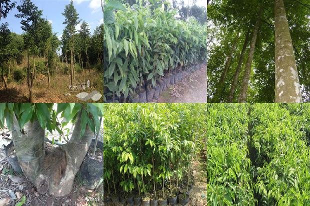 越南芽庄沉香的价格是多少1691367321096 越南芽庄沉香的价格是多少1691367321096