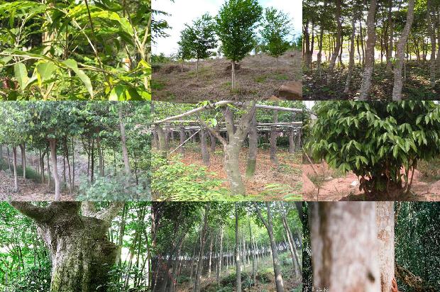 沉香树价格棵23条介绍1661962040974 沉香树价格棵23条介绍1661962040974