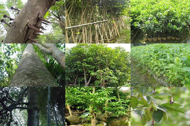 奇楠沉香树苗那里有买32条介绍，一定要看！