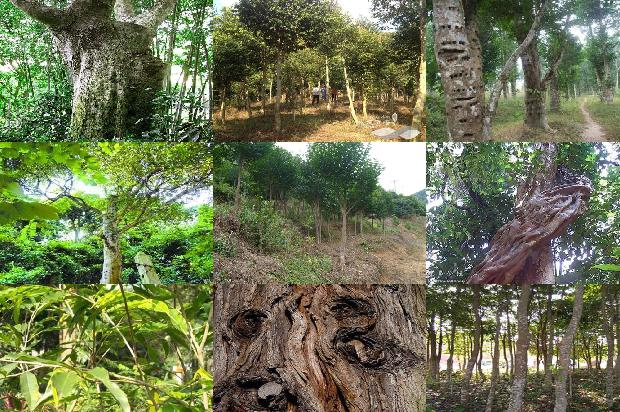 济南沉香树16条介绍,你知道么?1662048370083 济南沉香树16条介绍,你知道么?1662048370083