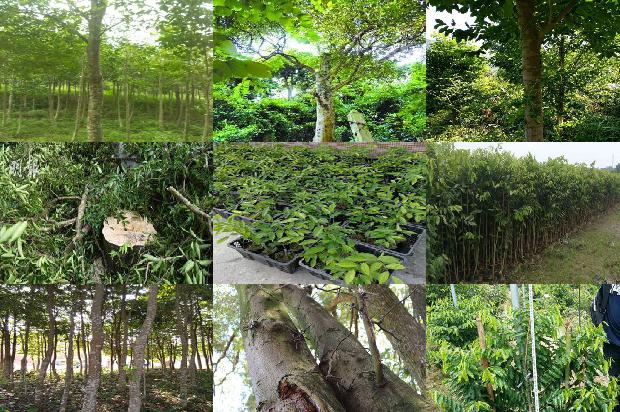 济南沉香树16条介绍,你知道么?1662048370095 济南沉香树16条介绍,你知道么?1662048370095
