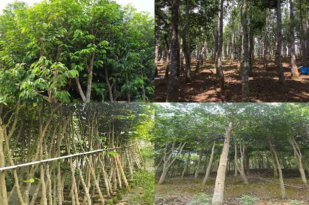 沉香树有虫怎么办23条介绍，你知道么？