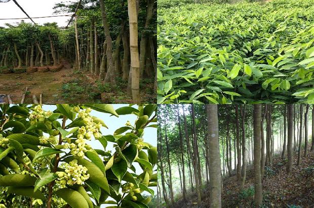 沉香树有虫怎么办23条介绍,你知道么?1662048420032 沉香树有虫怎么办23条介绍,你知道么?1662048420032