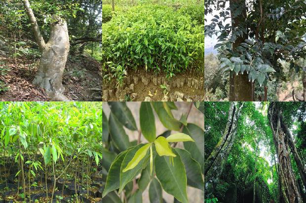 沉香树可以在北方种植吗1694218177894 沉香树可以在北方种植吗1694218177894