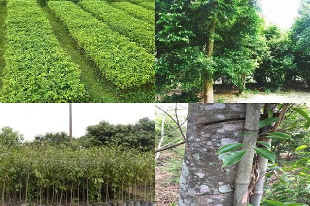 沉香移植苗1697242185846 沉香移植苗1697242185846