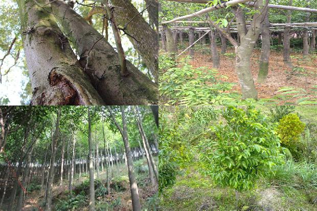 卖沉香树18条介绍1662134769748 卖沉香树18条介绍1662134769748