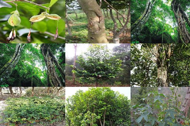 怎样种植奇楠沉香树17条介绍,一定要看!1662134794177 怎样种植奇楠沉香树17条介绍,一定要看!1662134794177