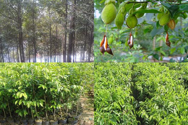 怎样种植奇楠沉香树17条介绍,一定要看!1662134794183 怎样种植奇楠沉香树17条介绍,一定要看!1662134794183