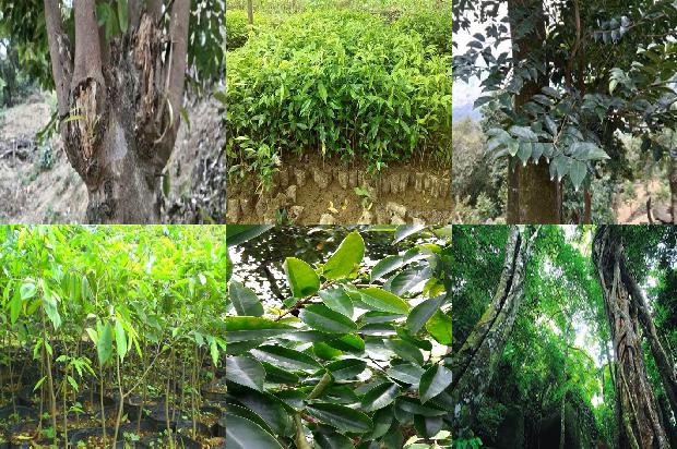 怎样种植奇楠沉香树17条介绍,一定要看!1662134794189 怎样种植奇楠沉香树17条介绍,一定要看!1662134794189