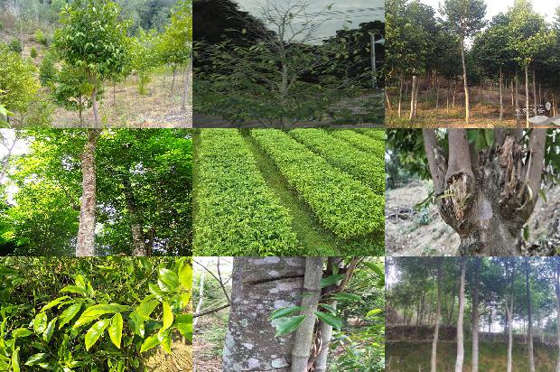 怎样种植奇楠沉香树17条介绍,一定要看!1662134794201 怎样种植奇楠沉香树17条介绍,一定要看!1662134794201