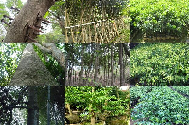 什么品种沉香树好29条介绍,来看看有哪些1662134824851 什么品种沉香树好29条介绍,来看看有哪些1662134824851
