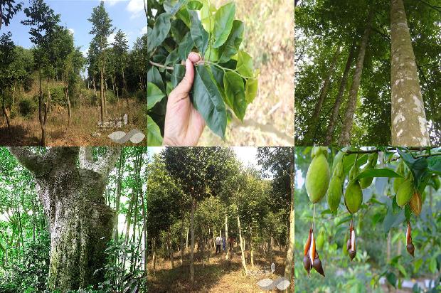 沉香树花必看35点！