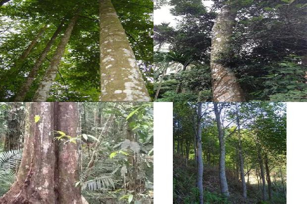 沉香树驱蚊子吗-必看26条小知识1662221254222 沉香树驱蚊子吗-必看26条小知识1662221254222