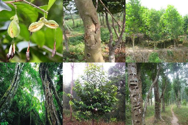 沉香树种植多久才结香必看35点!1662221281825 沉香树种植多久才结香必看35点!1662221281825