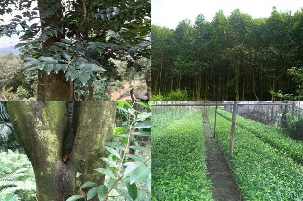 沉香树种植多久才结香必看35点!1662221281837 沉香树种植多久才结香必看35点!1662221281837