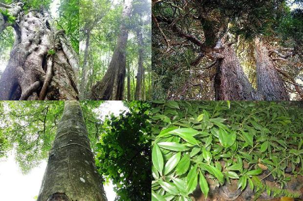 沉香树管理19条介绍，一定要看！