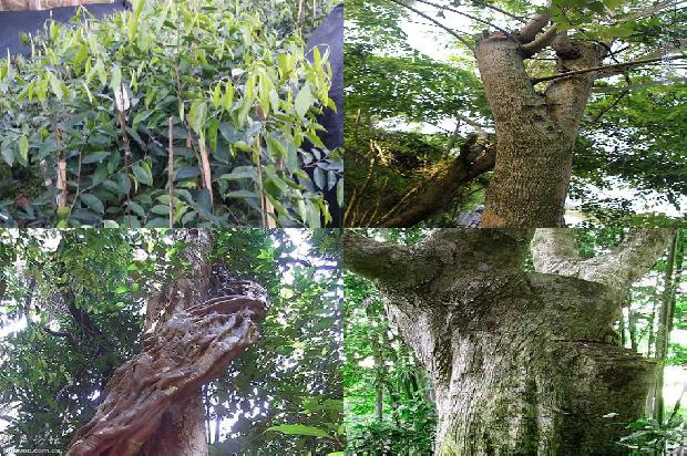 沉香树管理19条介绍,一定要看!1662307672431 沉香树管理19条介绍,一定要看!1662307672431