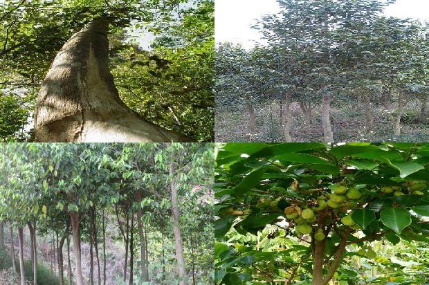 野生沉香和种植沉香的区别1689034478279 野生沉香和种植沉香的区别1689034478279