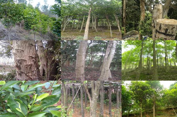 沉香树苗哪个品种好19条介绍,一定要看!1662307747409 沉香树苗哪个品种好19条介绍,一定要看!1662307747409