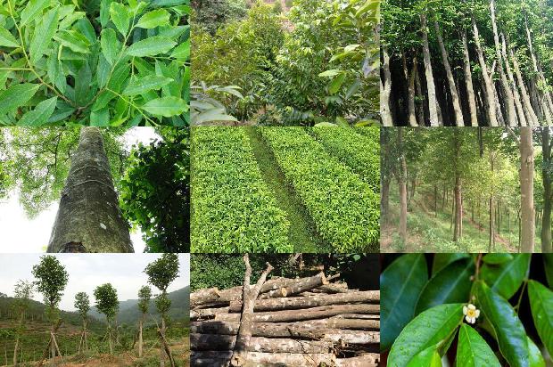 沉香树苗哪个品种好19条介绍,一定要看!1662307747415 沉香树苗哪个品种好19条介绍,一定要看!1662307747415