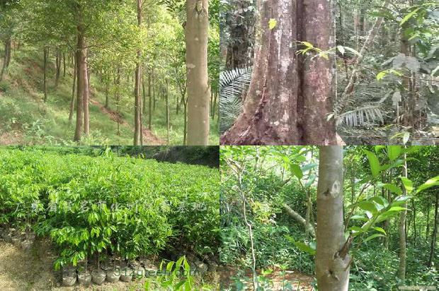 沉香树苗哪个品种好19条介绍,一定要看!1662307747421 沉香树苗哪个品种好19条介绍,一定要看!1662307747421