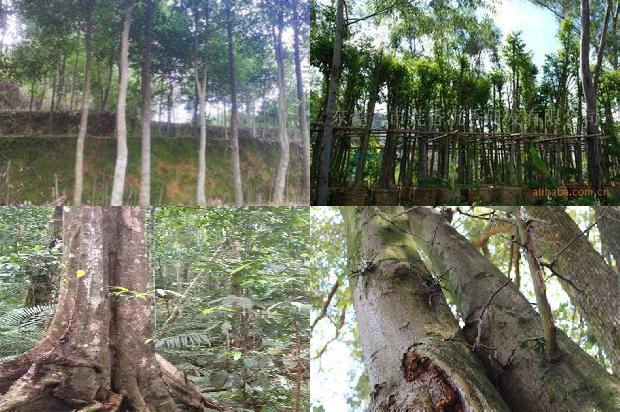 沉香树有什么用途和价值35条介绍,来看看有哪些1662307758626 沉香树有什么用途和价值35条介绍,来看看有哪些1662307758626