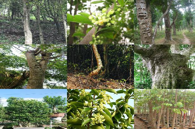 野生沉香和种植沉香的区别1689034478233 野生沉香和种植沉香的区别1689034478233