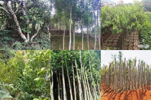 土沉香种植方法沉香树的16条小知识1662394078281 土沉香种植方法沉香树的16条小知识1662394078281