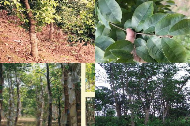 土沉香种植方法沉香树的16条小知识1662394078287 土沉香种植方法沉香树的16条小知识1662394078287