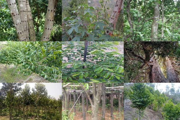 土沉香种植方法沉香树的16条小知识1662394078293 土沉香种植方法沉香树的16条小知识1662394078293