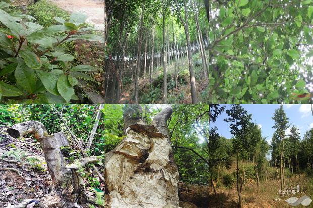 土沉香种植方法沉香树的16条小知识1662394078299 土沉香种植方法沉香树的16条小知识1662394078299