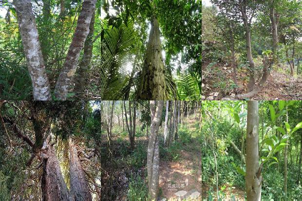 沉香树苗哪里有卖34条介绍,你知道么?1662394083962 沉香树苗哪里有卖34条介绍,你知道么?1662394083962