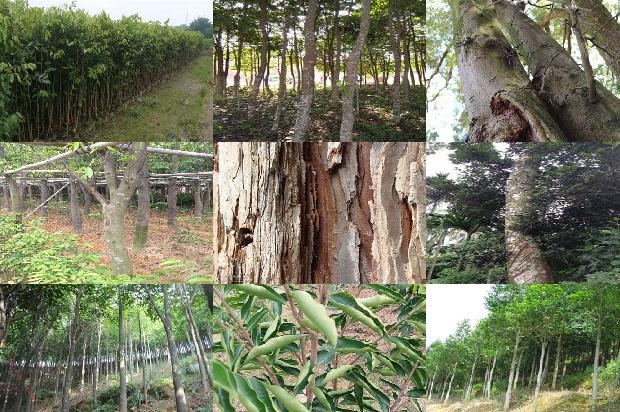 沉香树苗哪里有卖34条介绍,你知道么?1662394083968 沉香树苗哪里有卖34条介绍,你知道么?1662394083968