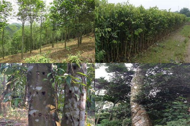 沉香树的种植必看33点！