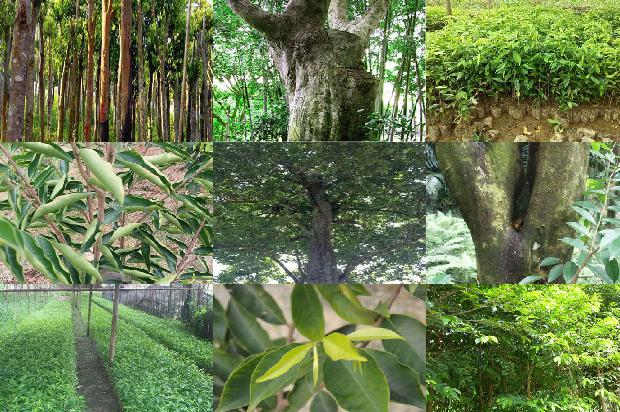 沉香树的种植必看33点!1662394095495 沉香树的种植必看33点!1662394095495