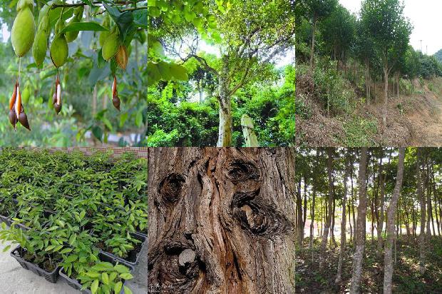 沉香树的种植必看33点!1662394095501 沉香树的种植必看33点!1662394095501