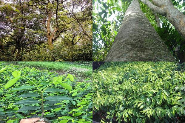 沉香树的种植必看33点!1662394095507 沉香树的种植必看33点!1662394095507